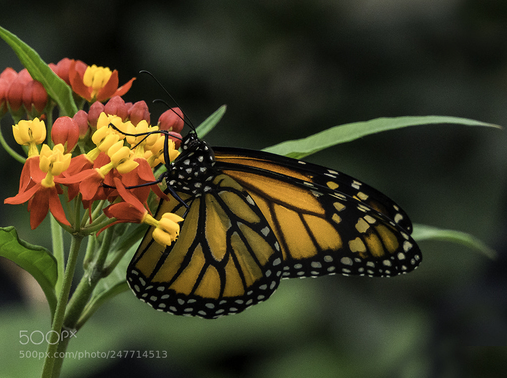 Sony a6500 sample photo. Papillons en liberté photography
