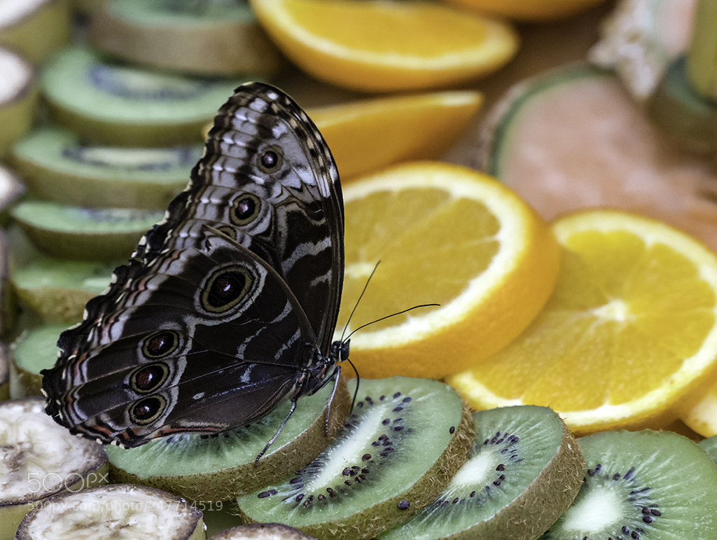 Sony a6500 sample photo. Papillons en liberté photography