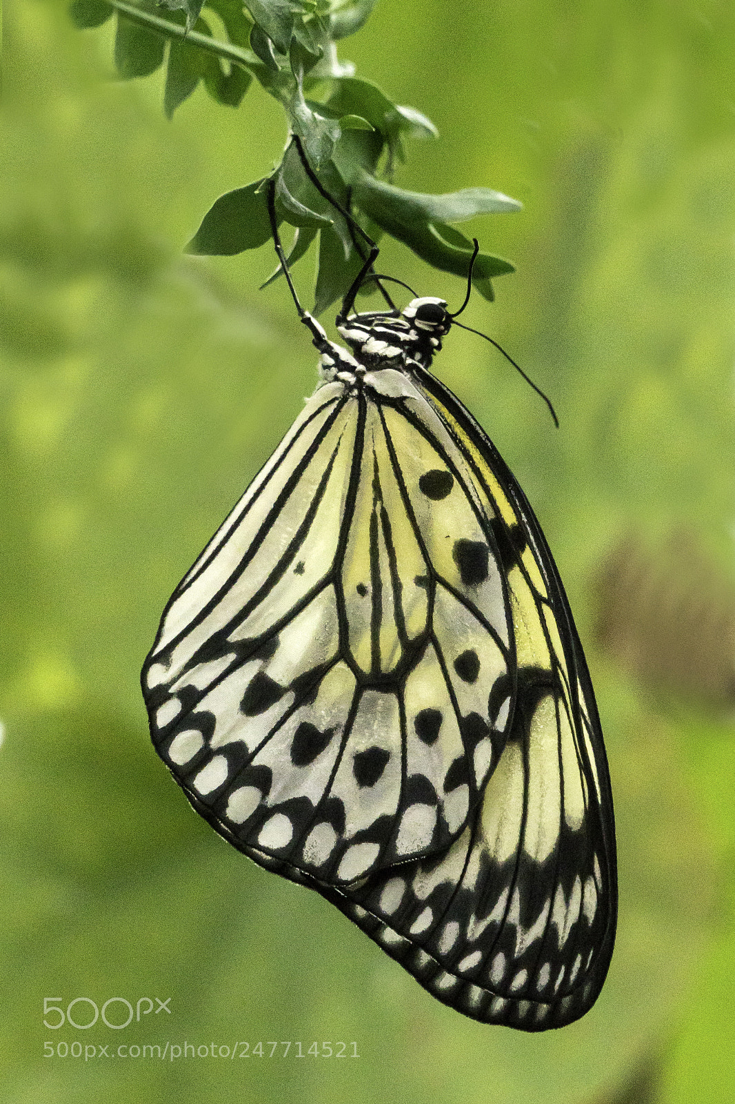 Sony a6500 sample photo. Papillons en liberté photography