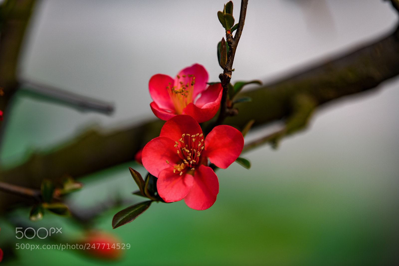 Nikon D850 sample photo. Spring flower 03 photography