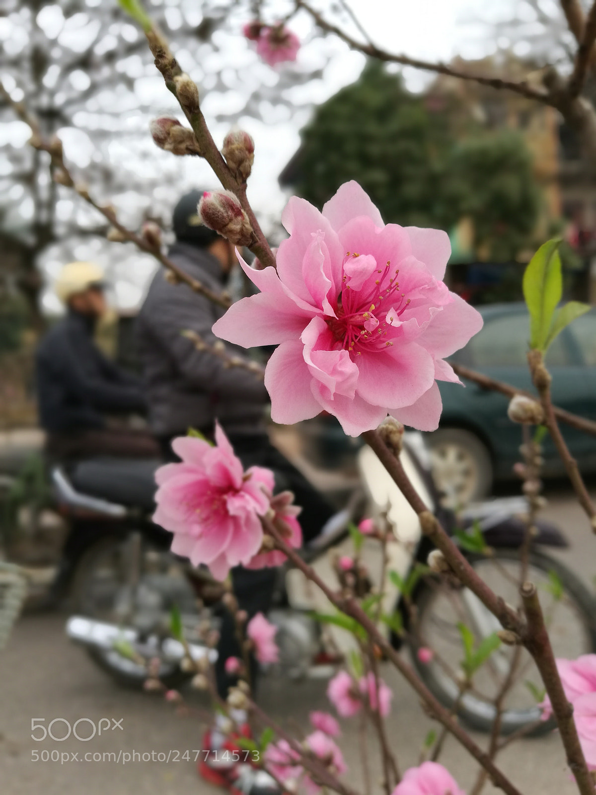 HUAWEI P9 sample photo. On the spring road photography