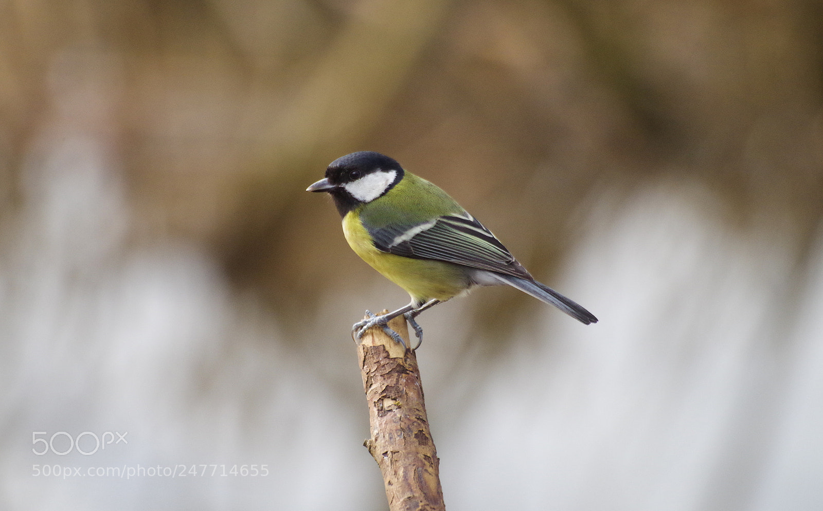 Pentax K-30 sample photo. Another great tit photography