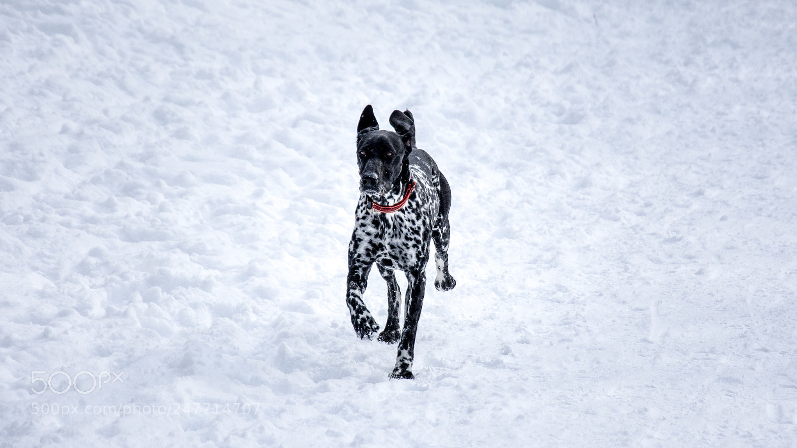 Nikon D7200 sample photo. "majestic... and crazy" photography