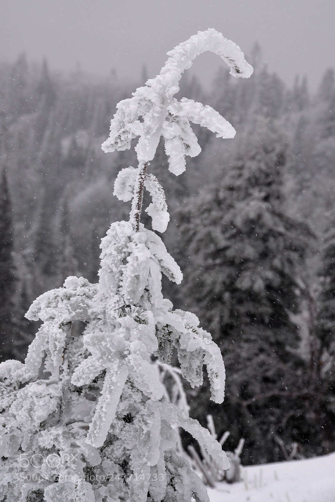 Nikon D610 sample photo. Laurentides 02/2018 photography