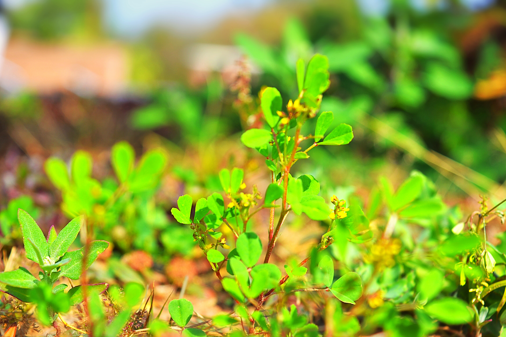 Nikon D3100 sample photo