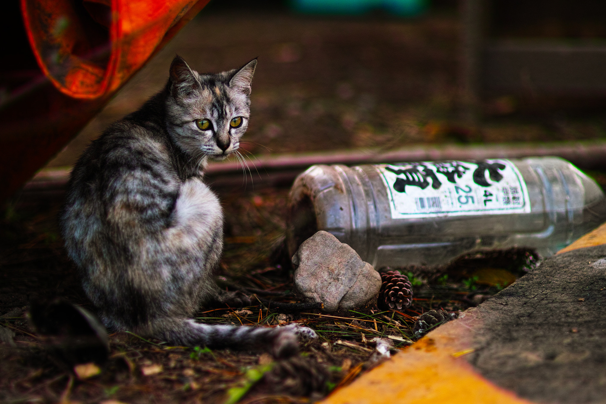 Sigma SD1 Merrill + Sigma 85mm F1.4 EX DG HSM sample photo. Cat every day photography