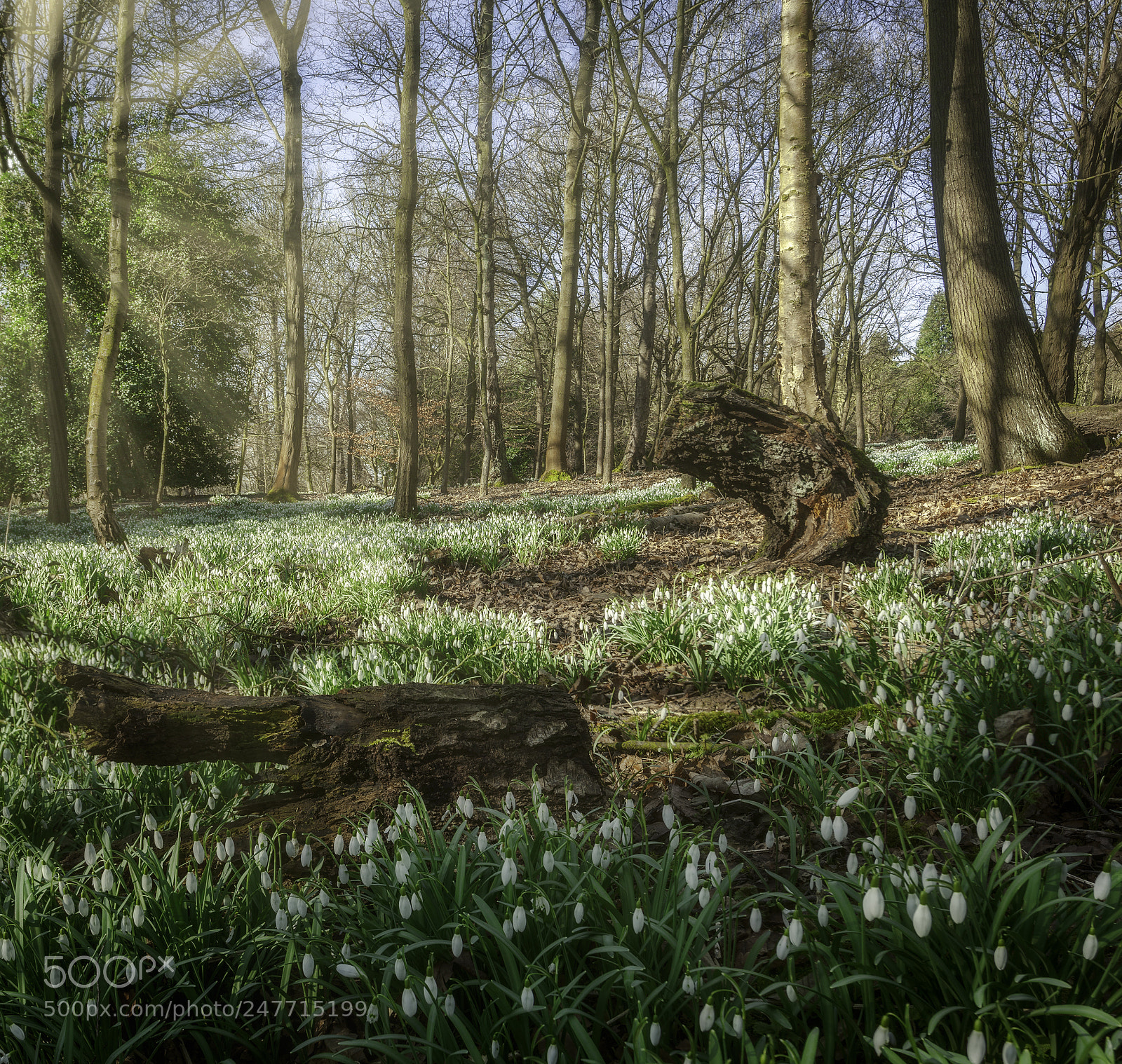 Canon EOS 5D Mark II sample photo. Snowdrops in full bloom photography
