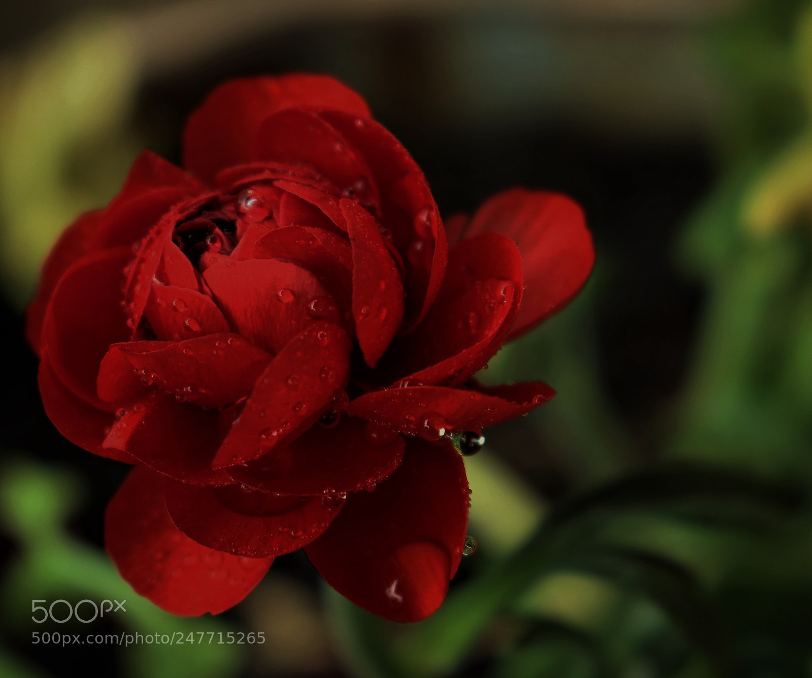 Canon EOS 700D (EOS Rebel T5i / EOS Kiss X7i) sample photo. Img photography