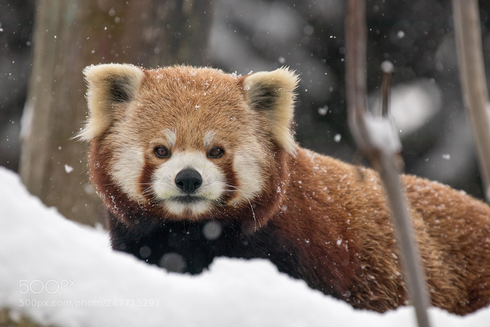 Canon EOS 80D sample photo. Red panda in the photography