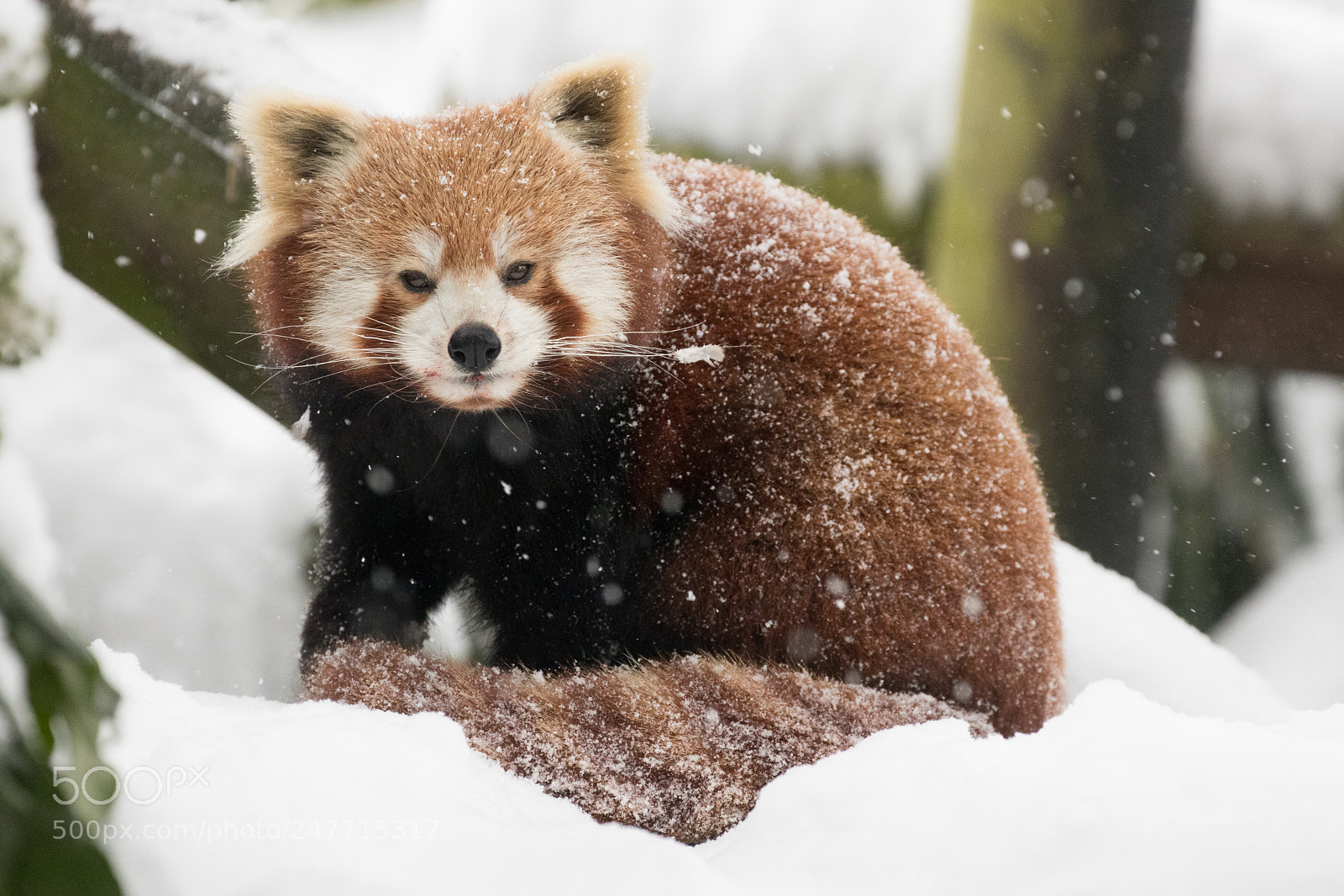 Canon EOS 80D sample photo. Red panda in the photography