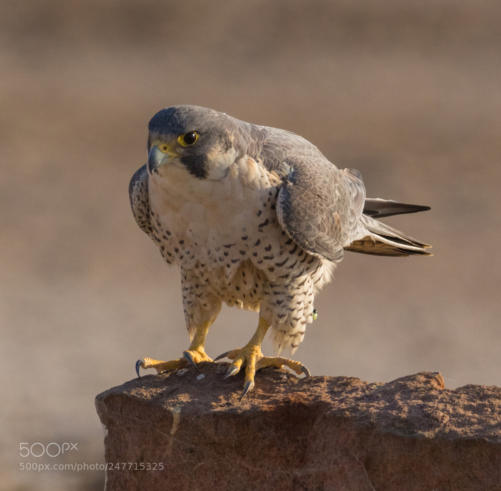Canon EOS 700D (EOS Rebel T5i / EOS Kiss X7i) sample photo. Peregrine falcon photography
