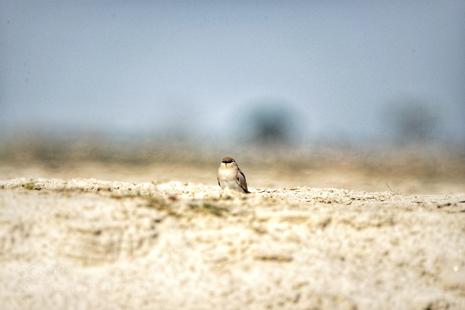 Nikon D610 sample photo. A pratincole all alone photography
