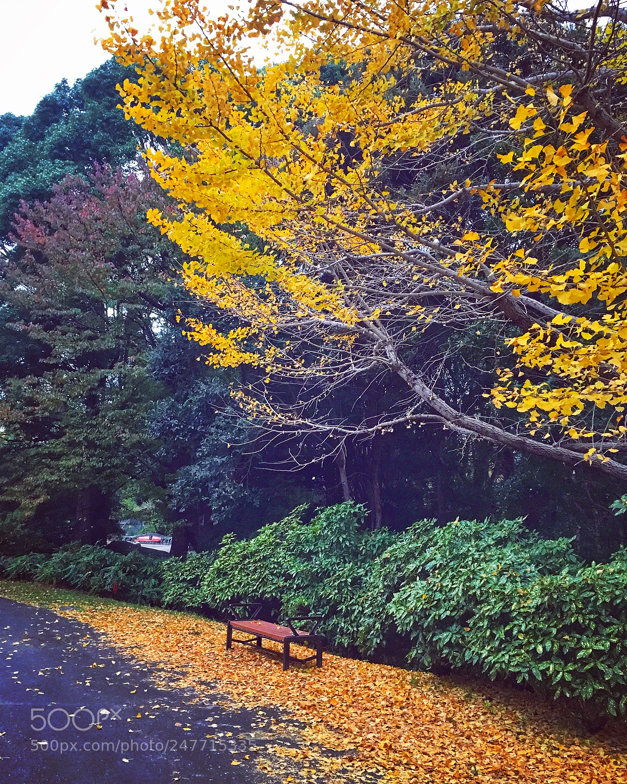 Apple iPhone SE sample photo. 昭和記念公園 tokyo. photography