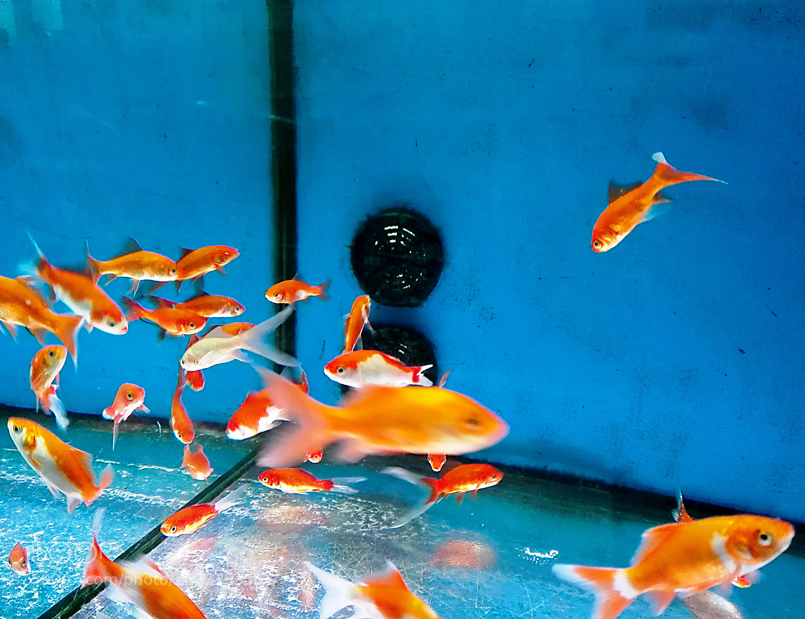HUAWEI P8 Lite sample photo. Fish world photography