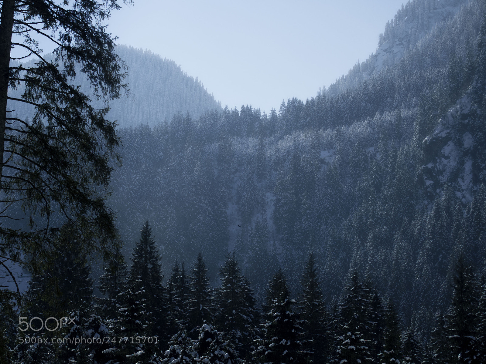 Olympus OM-D E-M5 sample photo. Snow, trees and a photography