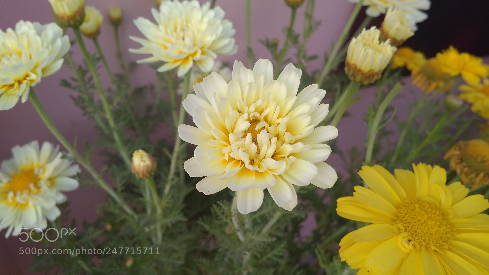Xiaomi Redmi 4A sample photo. Yellow flowers photography