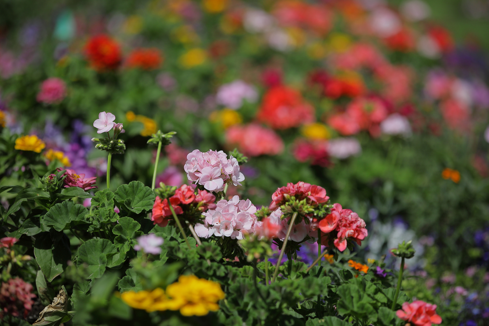 Canon EF 80-200mm f/2.8L sample photo. Flowers photography