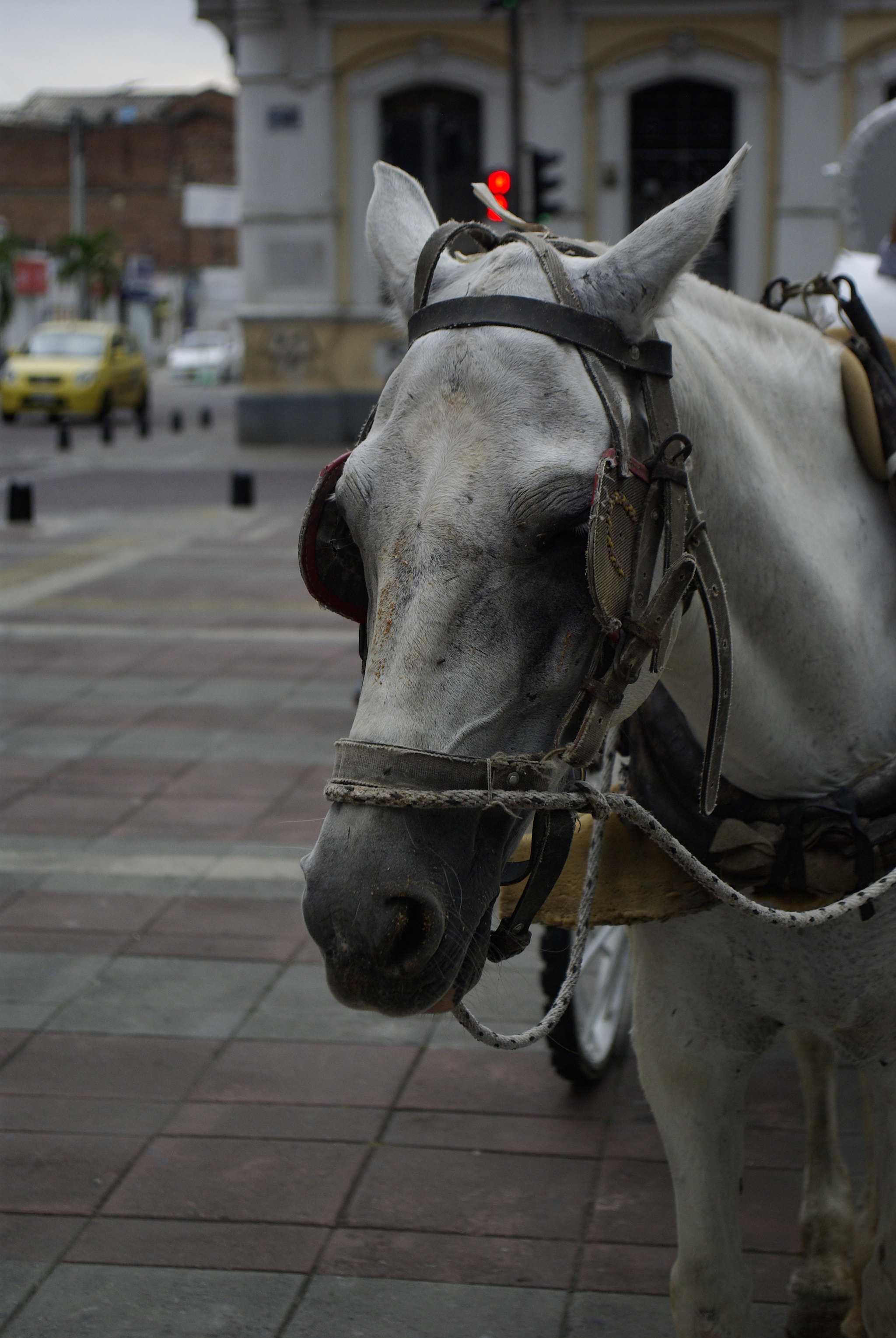 Pentax K10D + Pentax smc DA 16-45mm F4 ED AL sample photo. Tired horse photography