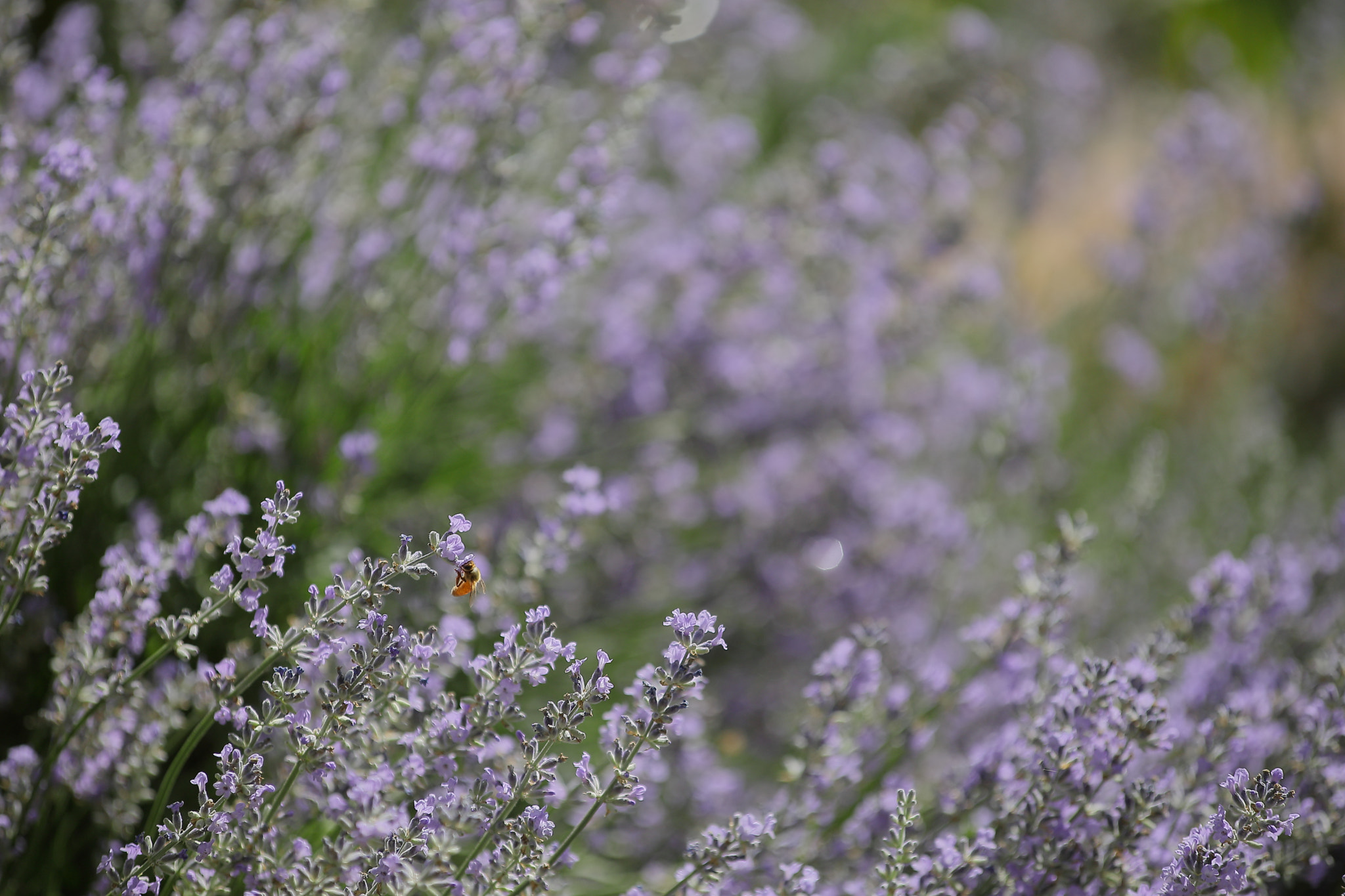 Canon EF 80-200mm f/2.8L sample photo. Flower photography