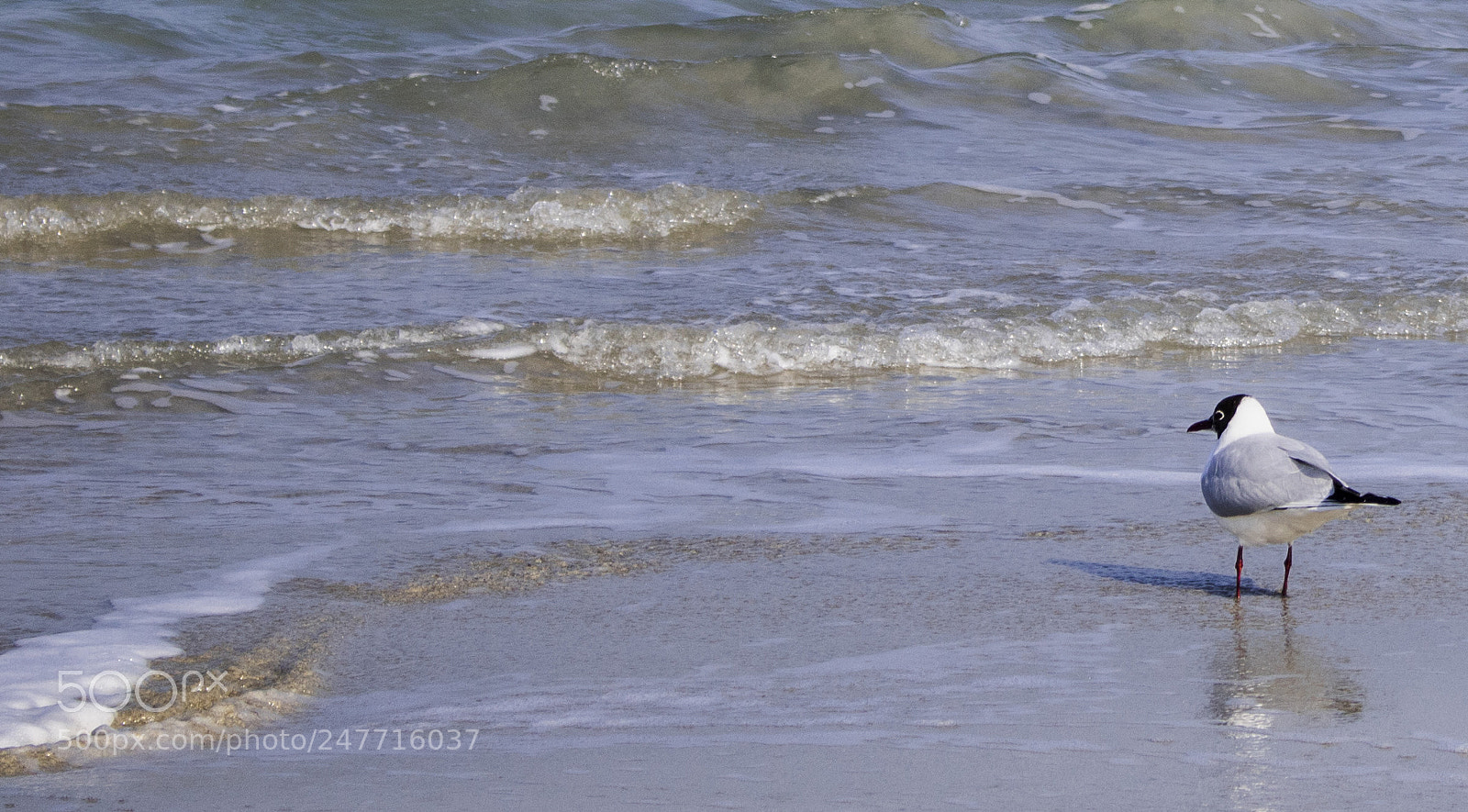 Canon EOS 750D (EOS Rebel T6i / EOS Kiss X8i) sample photo. Alone against the ocean photography