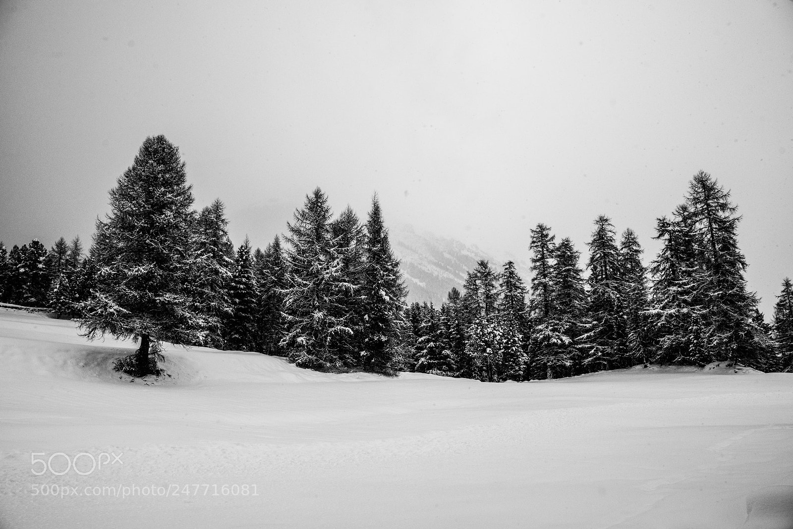 Nikon D800E sample photo. Graubunden in black & white photography