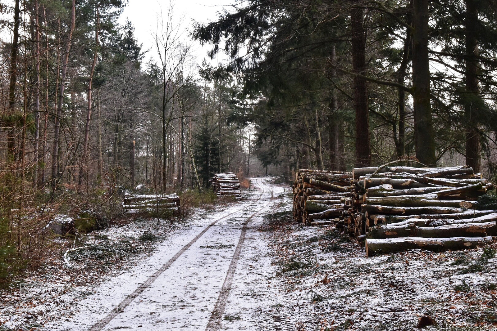 Nikon D5500 sample photo. Untitled photography