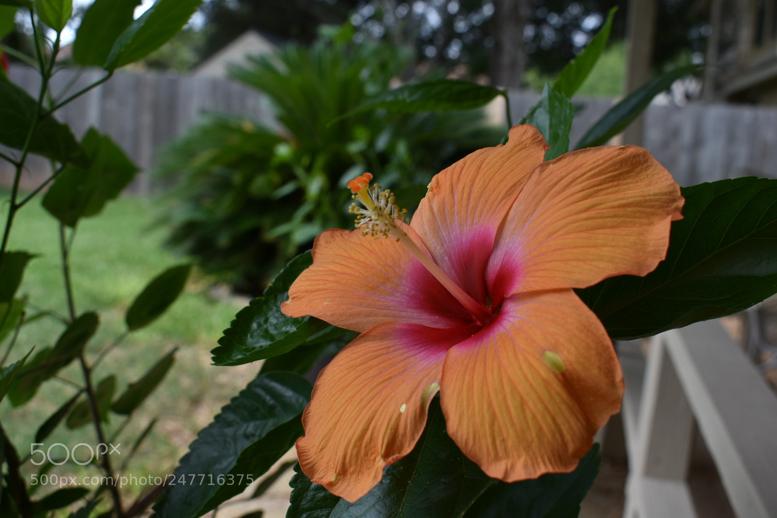 Nikon D3400 sample photo. Hibiscus photography