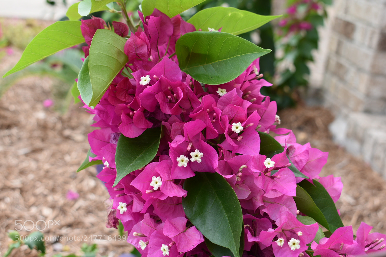 Nikon D3400 sample photo. Boganvia photography