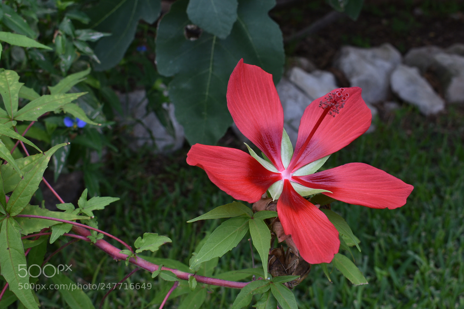 Nikon D3400 sample photo. Asian juniper photography