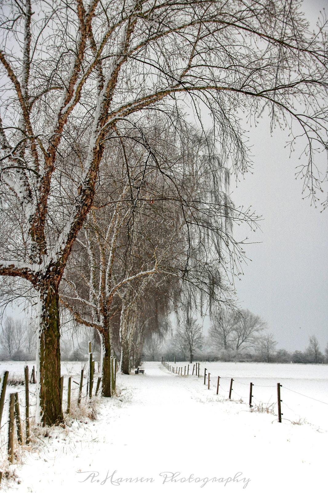 Canon EOS 750D (EOS Rebel T6i / EOS Kiss X8i) sample photo. The birch lane  photography