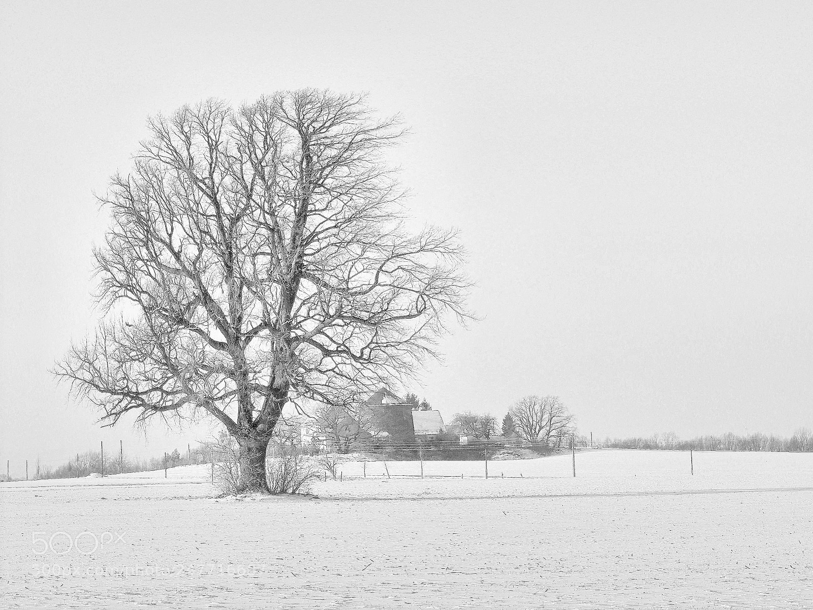 Nikon Coolpix P510 sample photo. Thew oak in winter photography