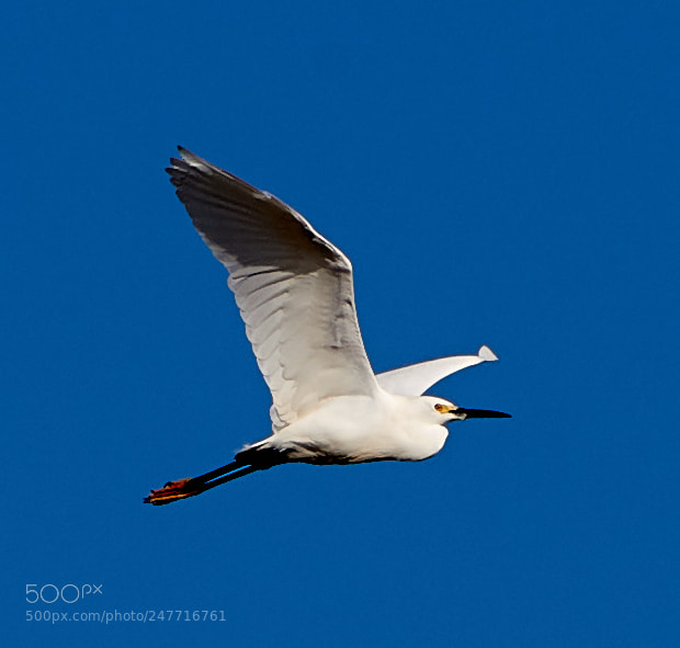 Canon EOS-1D X Mark II sample photo. 02-28-18-0005577.jpg photography