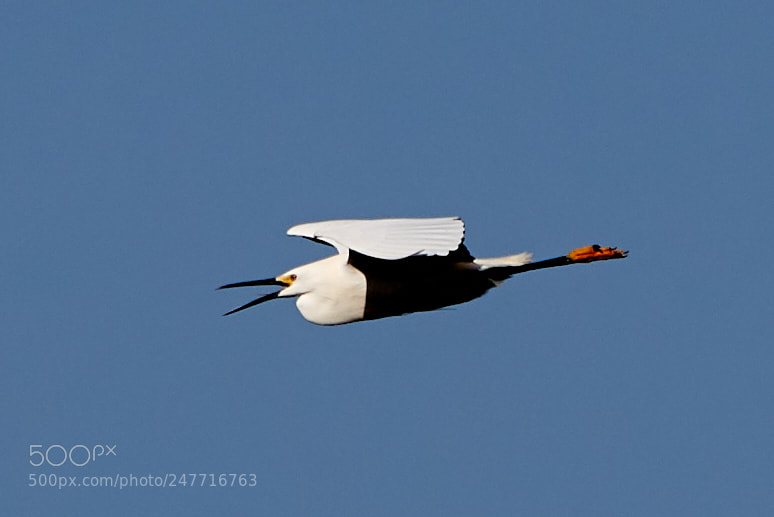 Canon EOS-1D X Mark II sample photo. 02-28-18-0005575.jpg photography