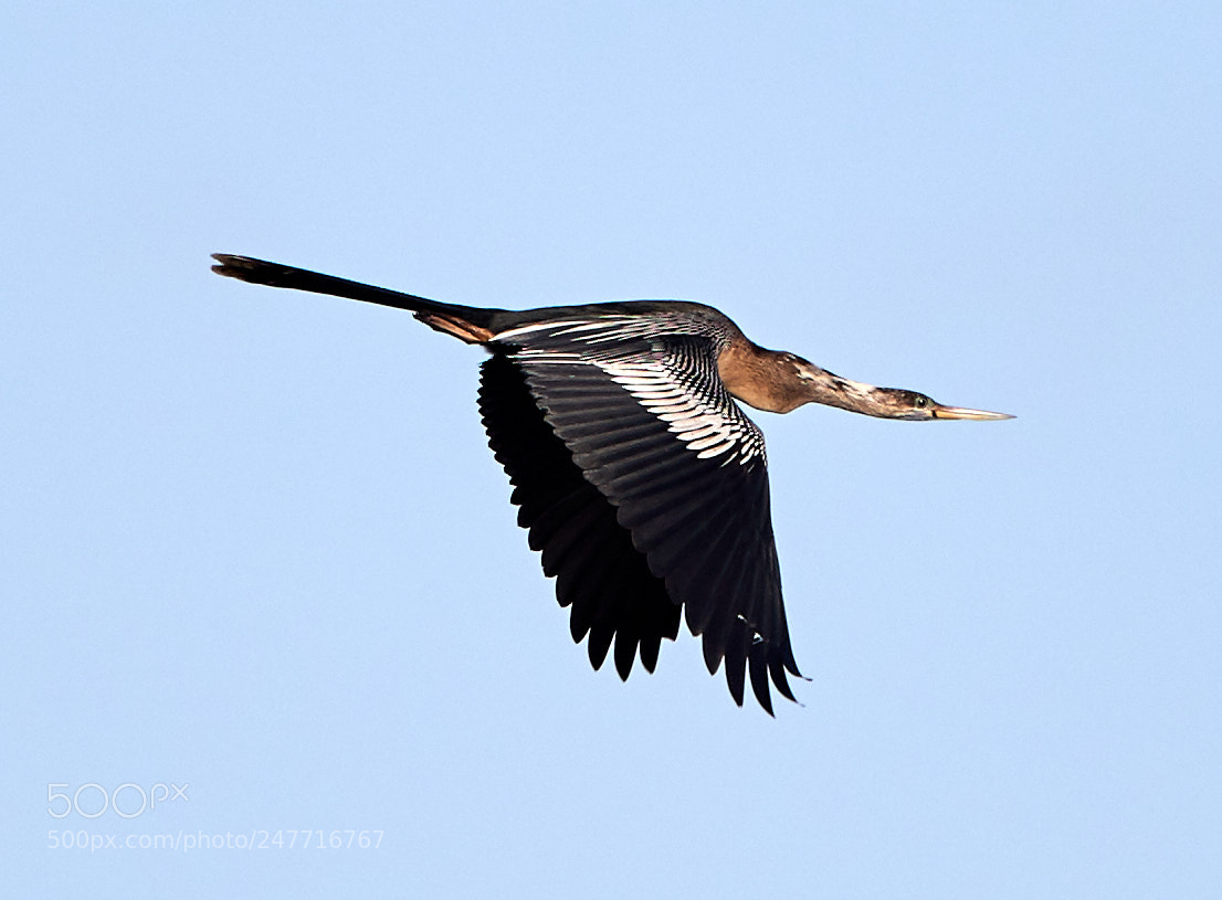 Canon EOS-1D X Mark II sample photo. 02-28-18-0005573.jpg photography