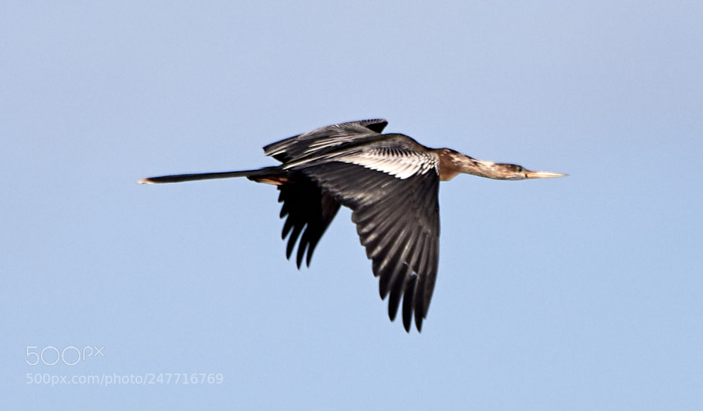 Canon EOS-1D X Mark II sample photo. 02-28-18-0005571.jpg photography