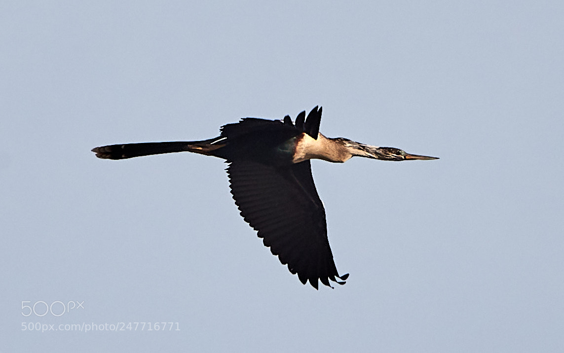 Canon EOS-1D X Mark II sample photo. 02-28-18-0005568.jpg photography