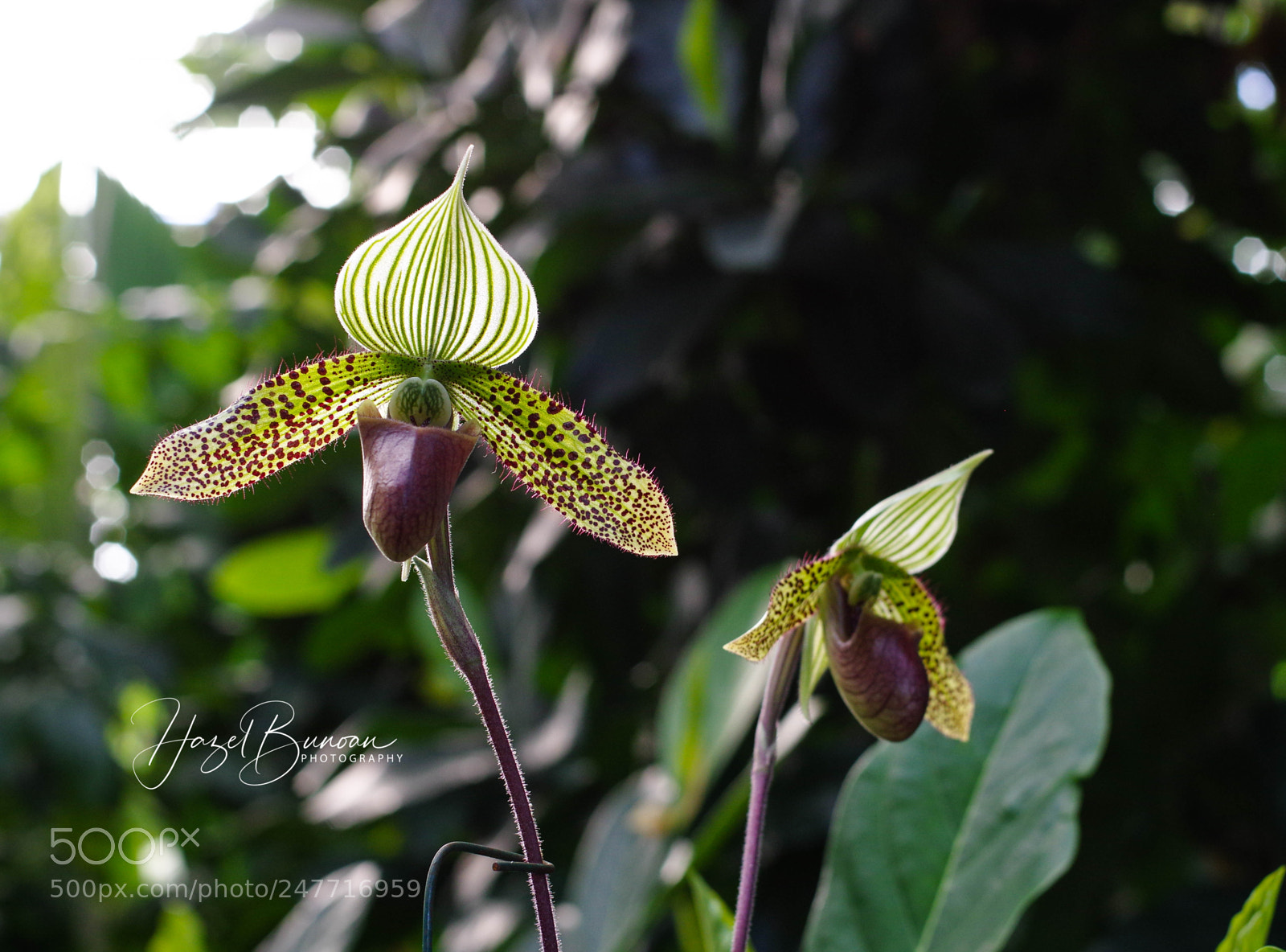 Pentax K-3 II sample photo. Lady slipper orchid photography