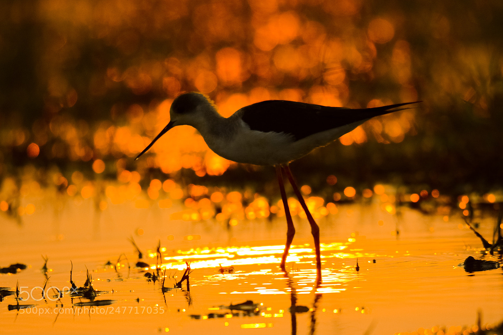 Nikon D7100 sample photo. Black tailed godwit photography
