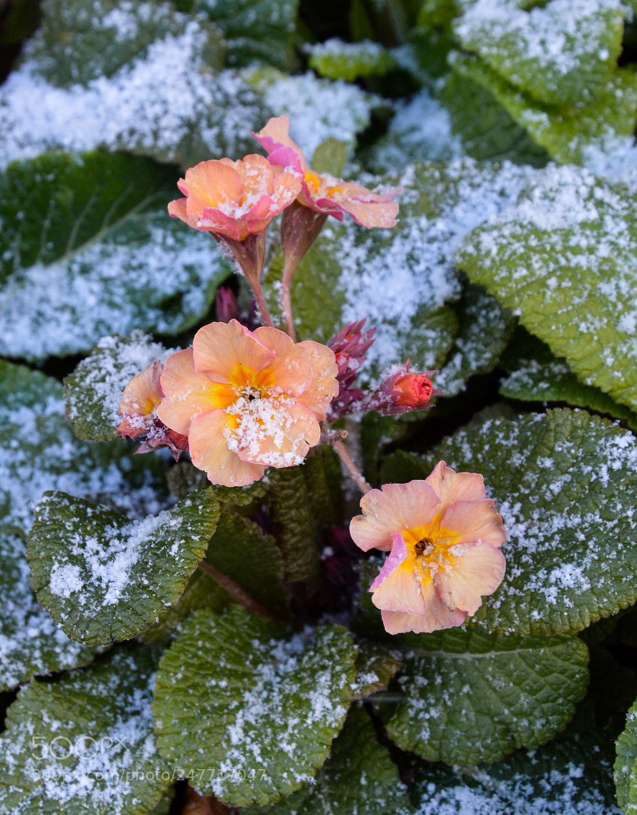 Nikon D3200 sample photo. Hampton court garden photography