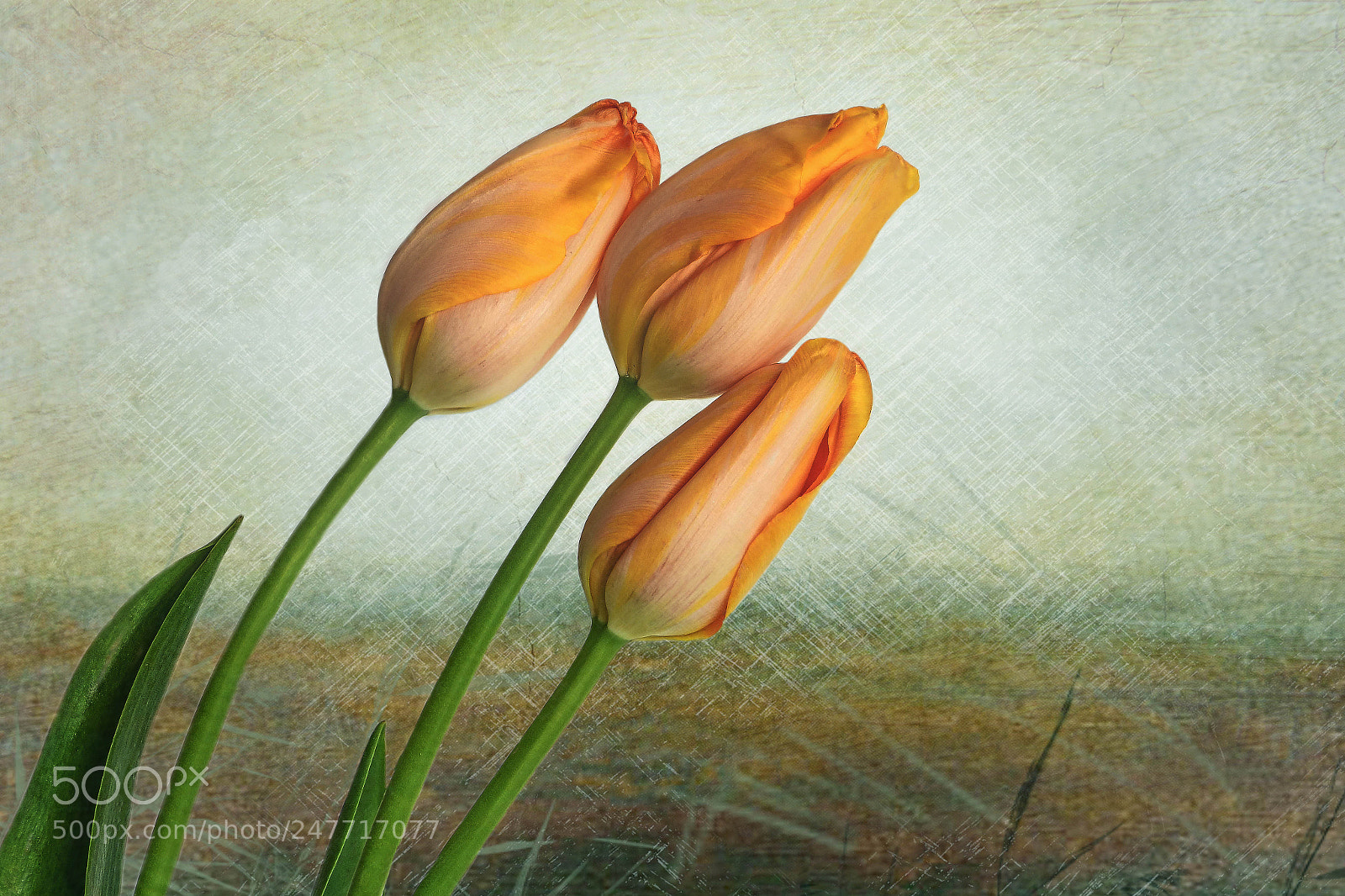 Nikon D850 sample photo. Tulpen photography