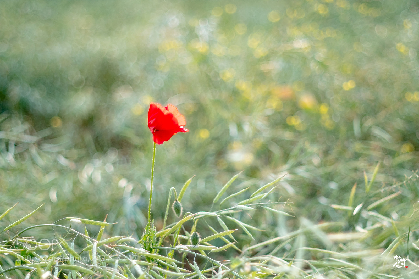 Fujifilm X-T2 sample photo. Point red photography