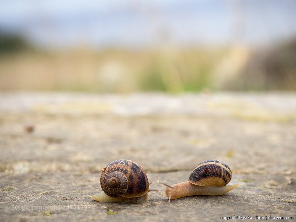 Olympus OM-D E-M10 III sample photo. Maltese snails photography