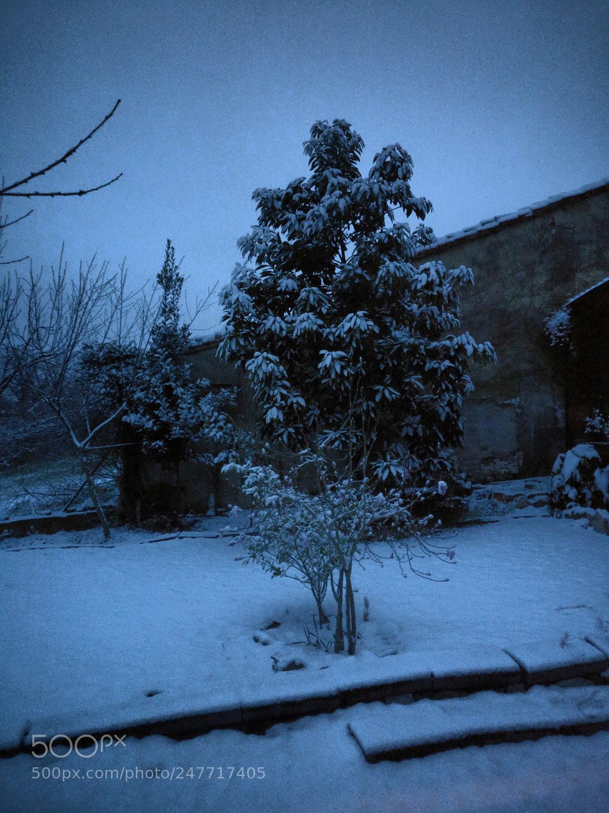 OnePlus A3003 sample photo. Frozen avocado tree photography