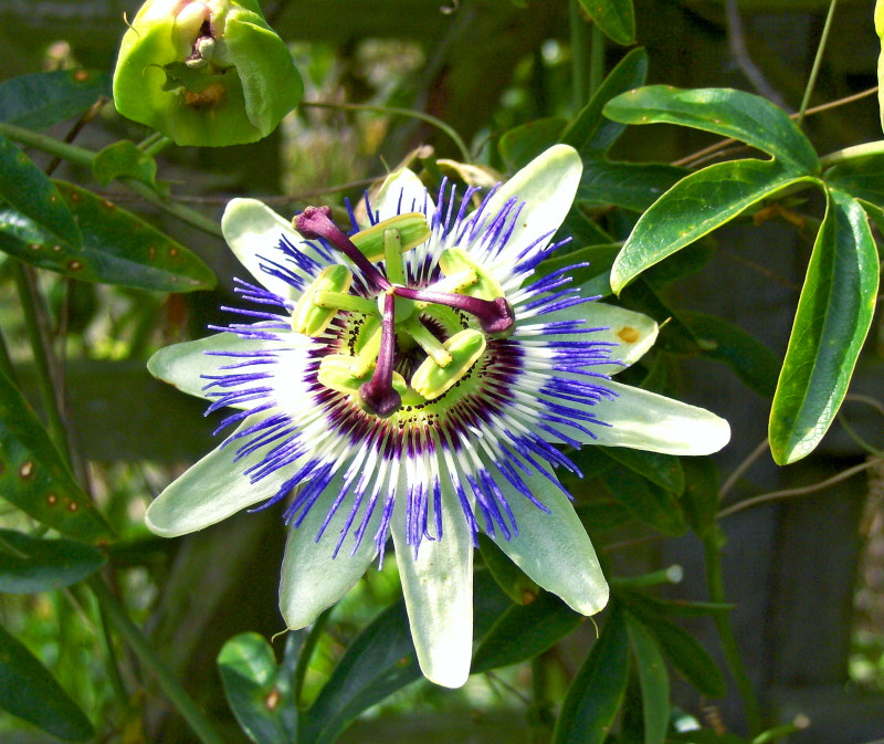 HP PHOTOSMART R927  (V01.00) sample photo. Passion flower photography