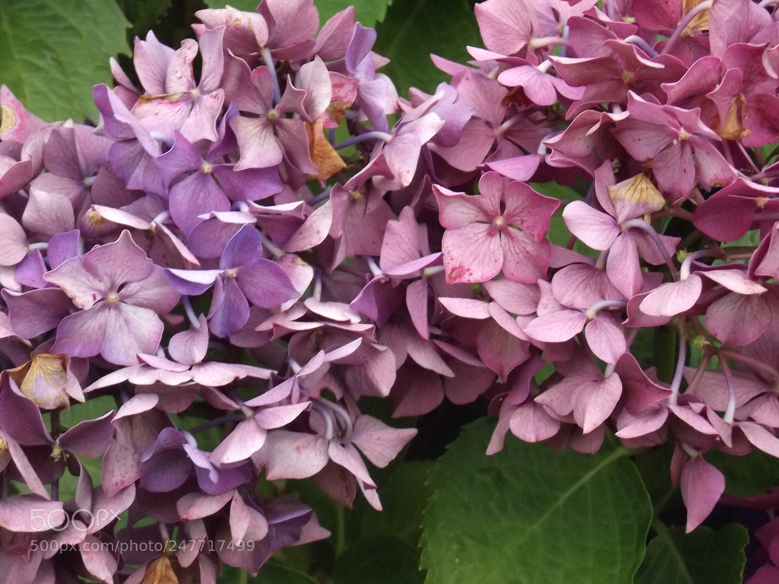FujiFilm FinePix S2800HD (FinePix S2900HD) sample photo. () photography