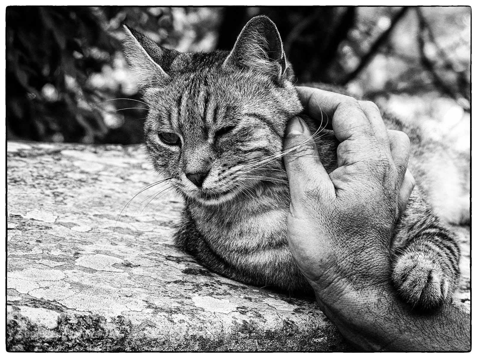 Olympus STYLUS1,1s sample photo. Relaxing meowself! photography