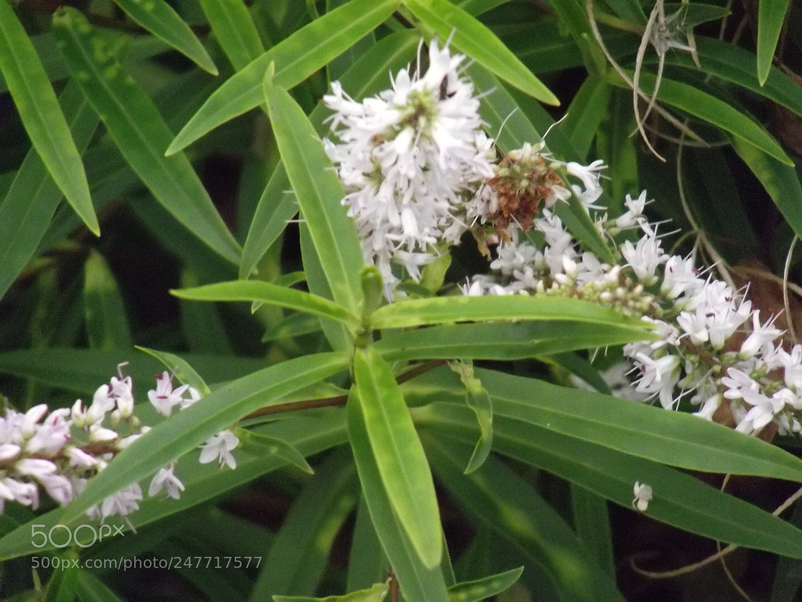 FujiFilm FinePix S2800HD (FinePix S2900HD) sample photo. () photography