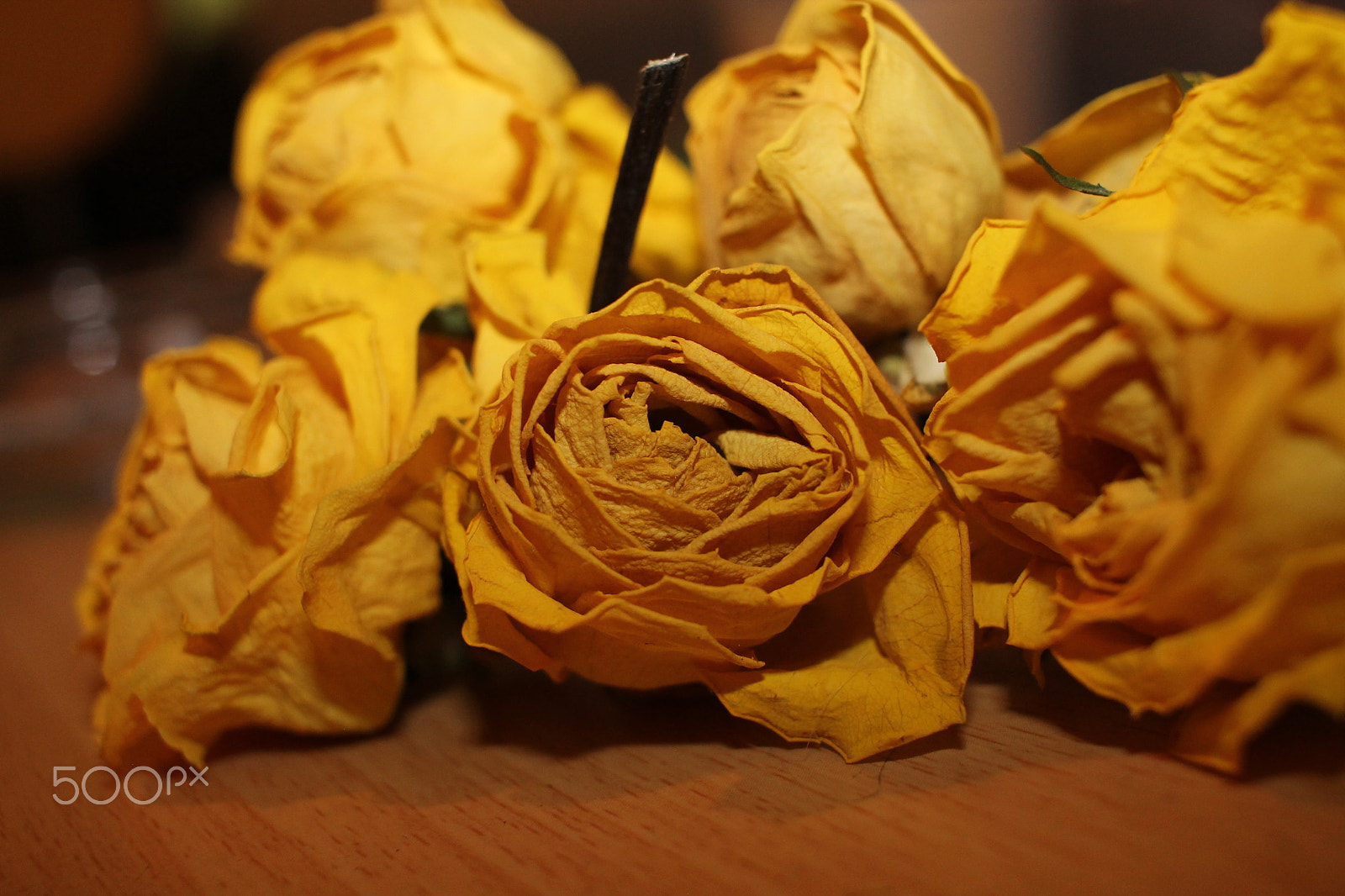 Canon EOS 1100D (EOS Rebel T3 / EOS Kiss X50) + Canon EF-S 24mm F2.8 STM sample photo. Dried roses photography