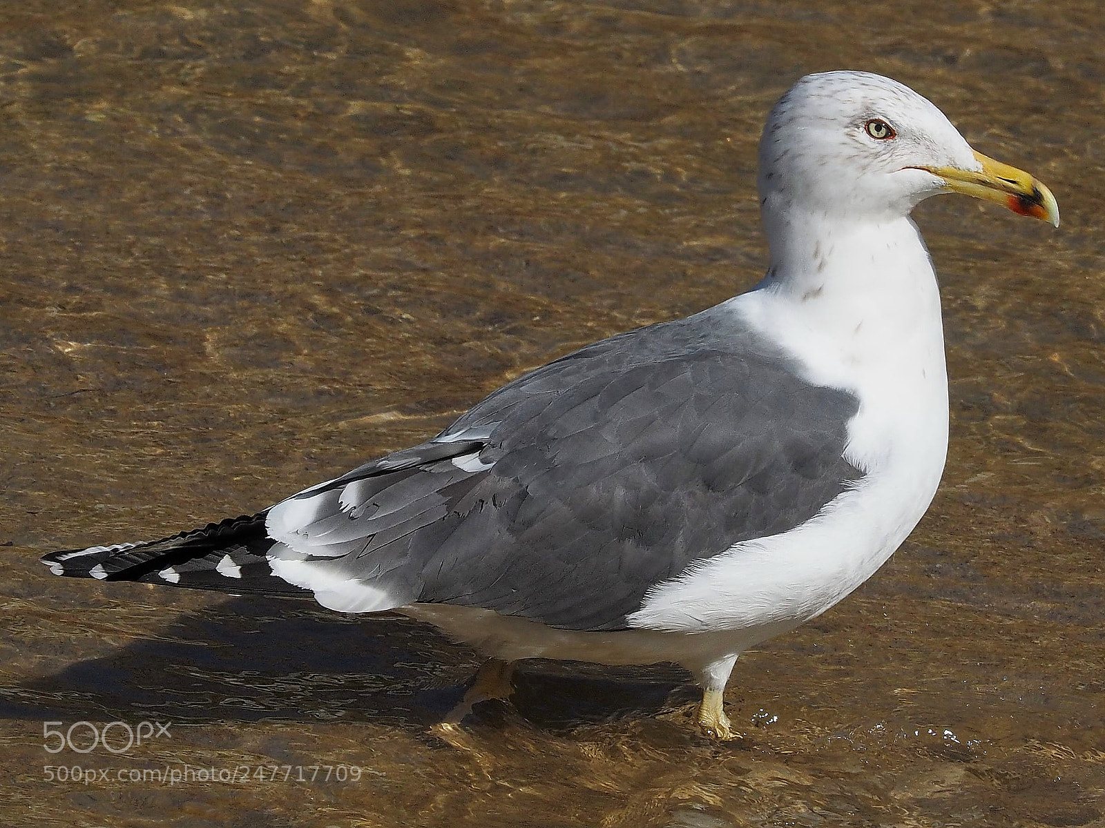 Olympus OM-D E-M1 sample photo. Gaviota patiamarilla photography
