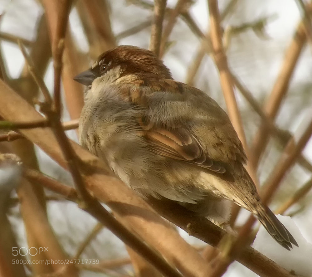 Sony Alpha DSLR-A330 sample photo. Sparrow in the laurel photography